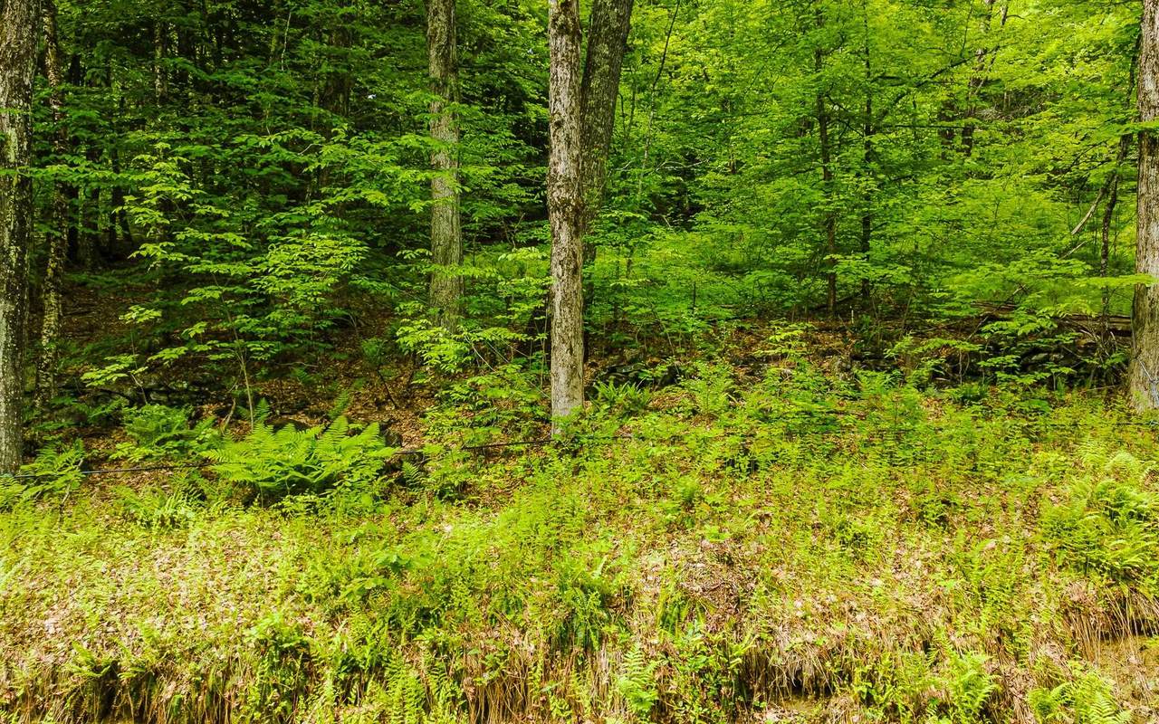 Lot 67 Camp Brook Road - Photo 1