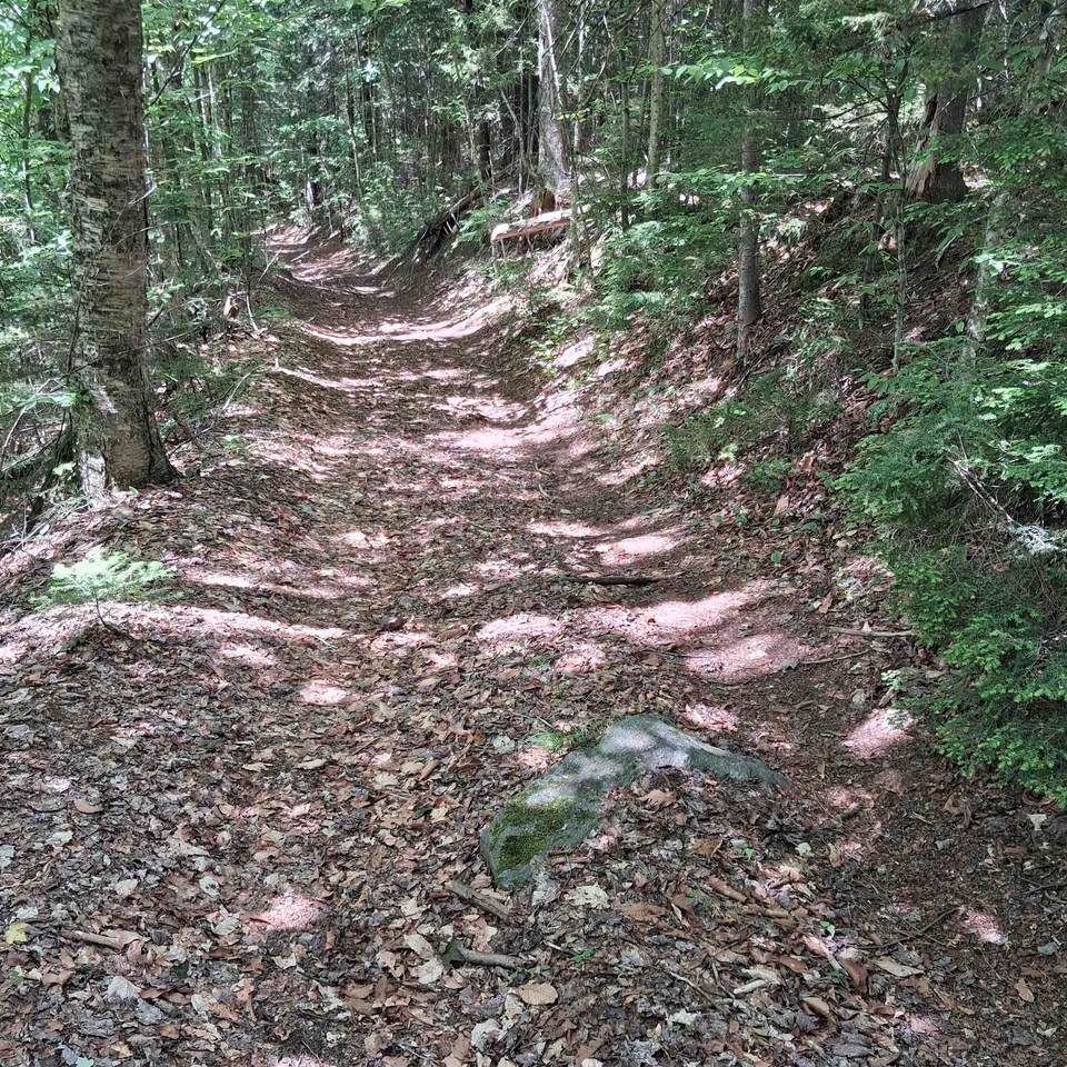 Lot 15 +37 acre Spruce Lane - Photo 1