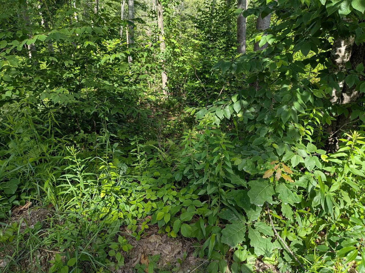 https://bt-photos.global.ssl.fastly.net/nneren/1280_boomver_1_5097127-2.jpg