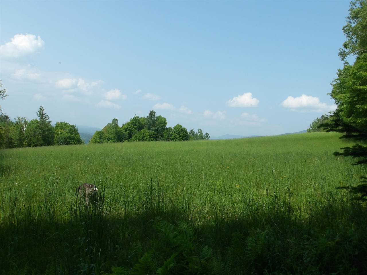 4 & 5 Forest Lane - Photo 1