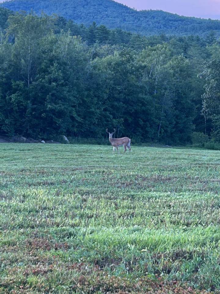 Map 7 Lot 1, 298 Battle Street - Photo 1