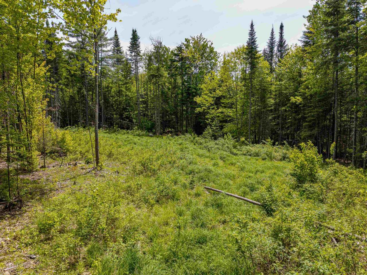 40 Bear Paw Trail - Photo 1