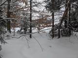 5601 Upper Cold River Road - Photo 44