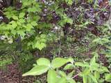  Hillsboro Street - Photo 1