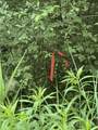 0000 Skiparee Road - Photo 7