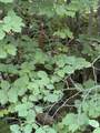 484 Therriault Hill - Photo 9