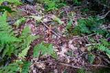 00 Evergreen Acres - Photo 10