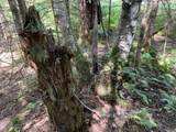 0 Fall Brook Road - Photo 47