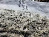 00 Turkey Mountain Road - Photo 42