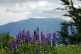 0 Cannon View Drive - Photo 40