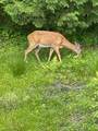 157 Skyline Drive - Photo 54