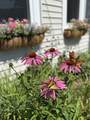163 Pumpkin Hill Road - Photo 35