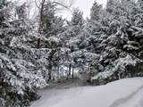  Tall Timber Drive - Photo 15