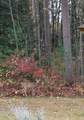  Clover Lane - Photo 17