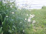 00 Perch Pond Road - Photo 4