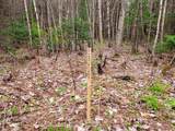 280 Guyette Road - Photo 10