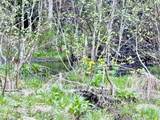 Lot 8 Gulch Brook Road - Photo 14