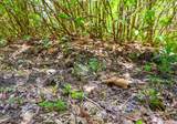 0 Mud Pond Pass - Photo 11