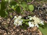 0 Mud Pond Pass - Photo 41