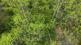 Map 8 Lot 29 Martin Road - Photo 14