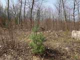 Lots 13 & 22.4 Washburn Road - Photo 4
