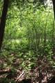 8 Goldsbury Woods Road - Photo 24