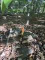 Scattered Timber Road - Photo 12