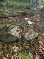  Scattered Timber Road - Photo 16