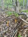  Scattered Timber Road - Photo 17