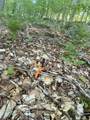  Scattered Timber Road - Photo 18