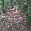Lot 15 +37 acre Spruce Lane - Photo 1