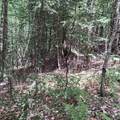 Lot 15 +37 acre Spruce Lane - Photo 3