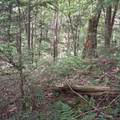 Lot 15 +37 acre Spruce Lane - Photo 4