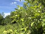 990 Bergeron Road - Photo 12