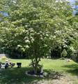 38 Oak Street - Photo 43