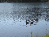 00 Province Lake Road - Photo 38
