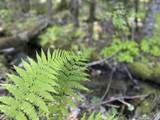 00 Mountain Road - Photo 5