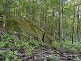 - Foliage Lane - Photo 24