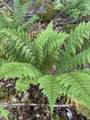 - Foliage Lane - Photo 25