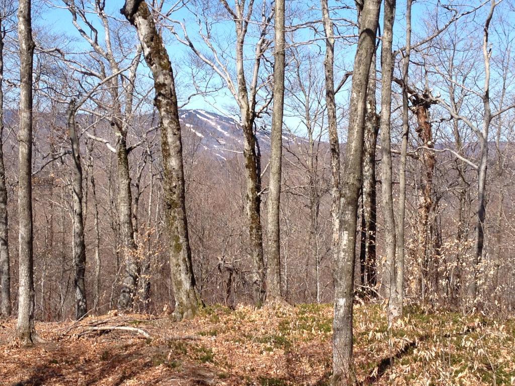 Lot #2 Woodsman Rd Ext - Photo 1