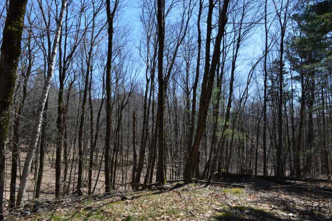 Pawlet Mountain Road - Photo 1