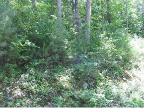 0 Hawkins Pond Road - Photo 1