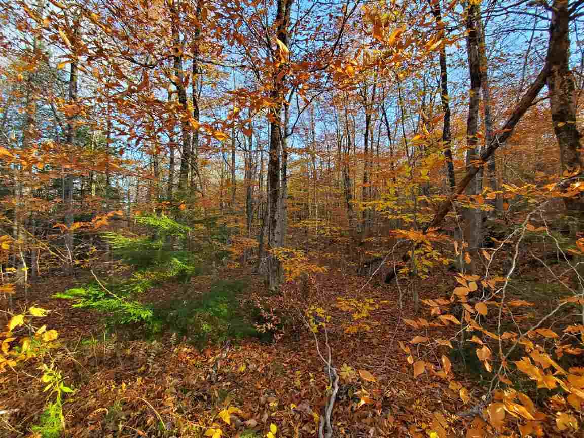 Danbury Woods Road - Photo 1