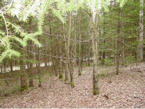 - Bates Hill Road - Photo 1