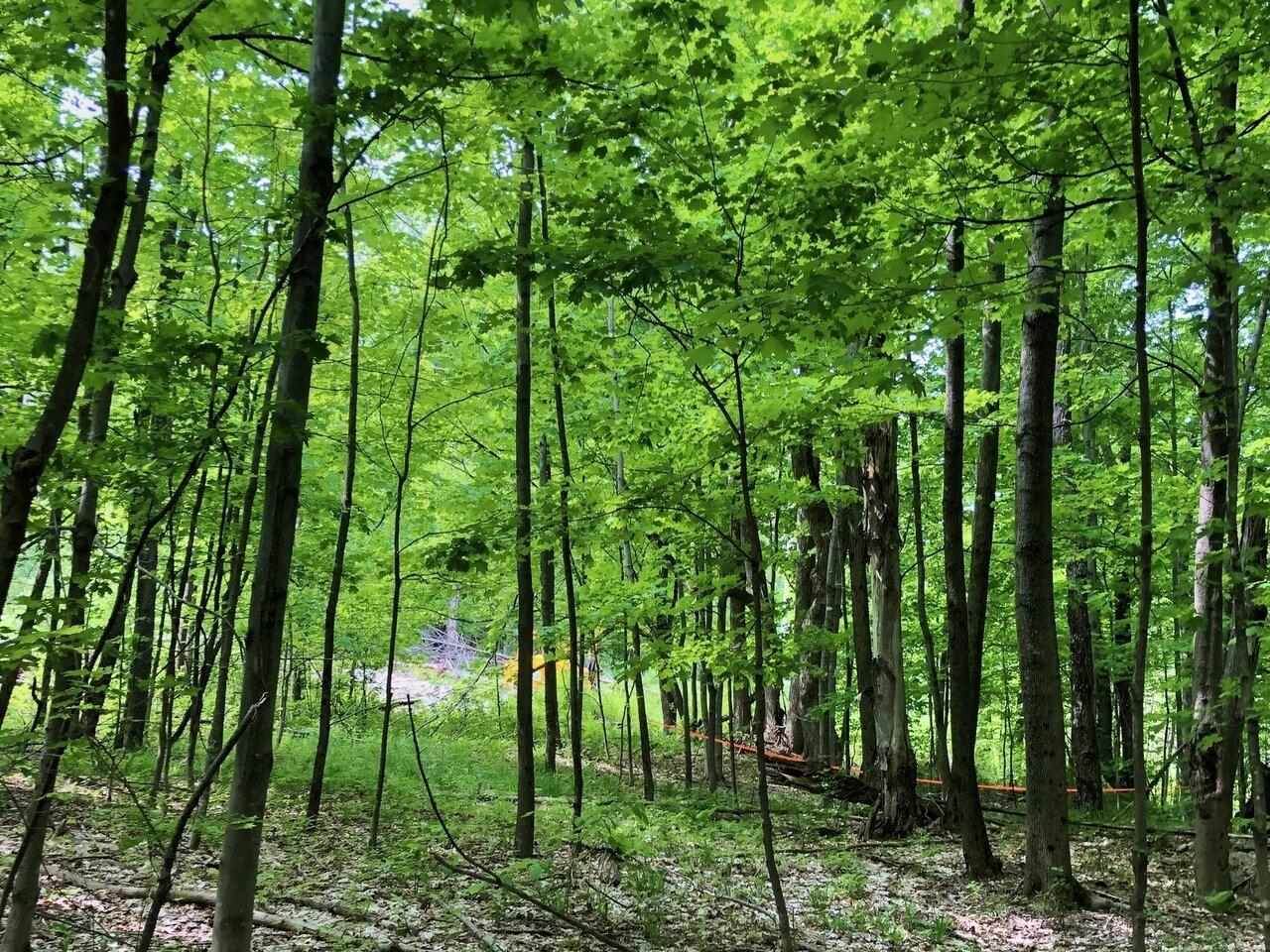 Lot #3 Mason Hill, North - Photo 1