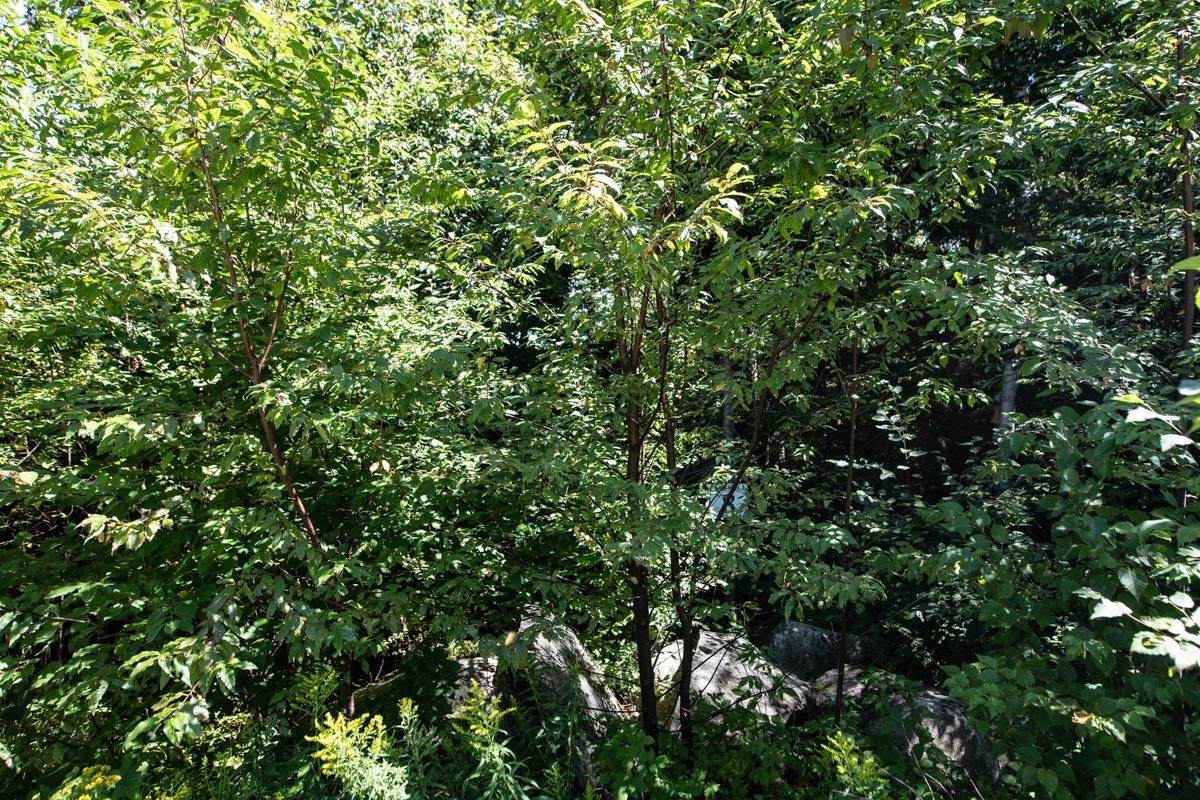 Lot #8 Valley View Drive - Photo 1