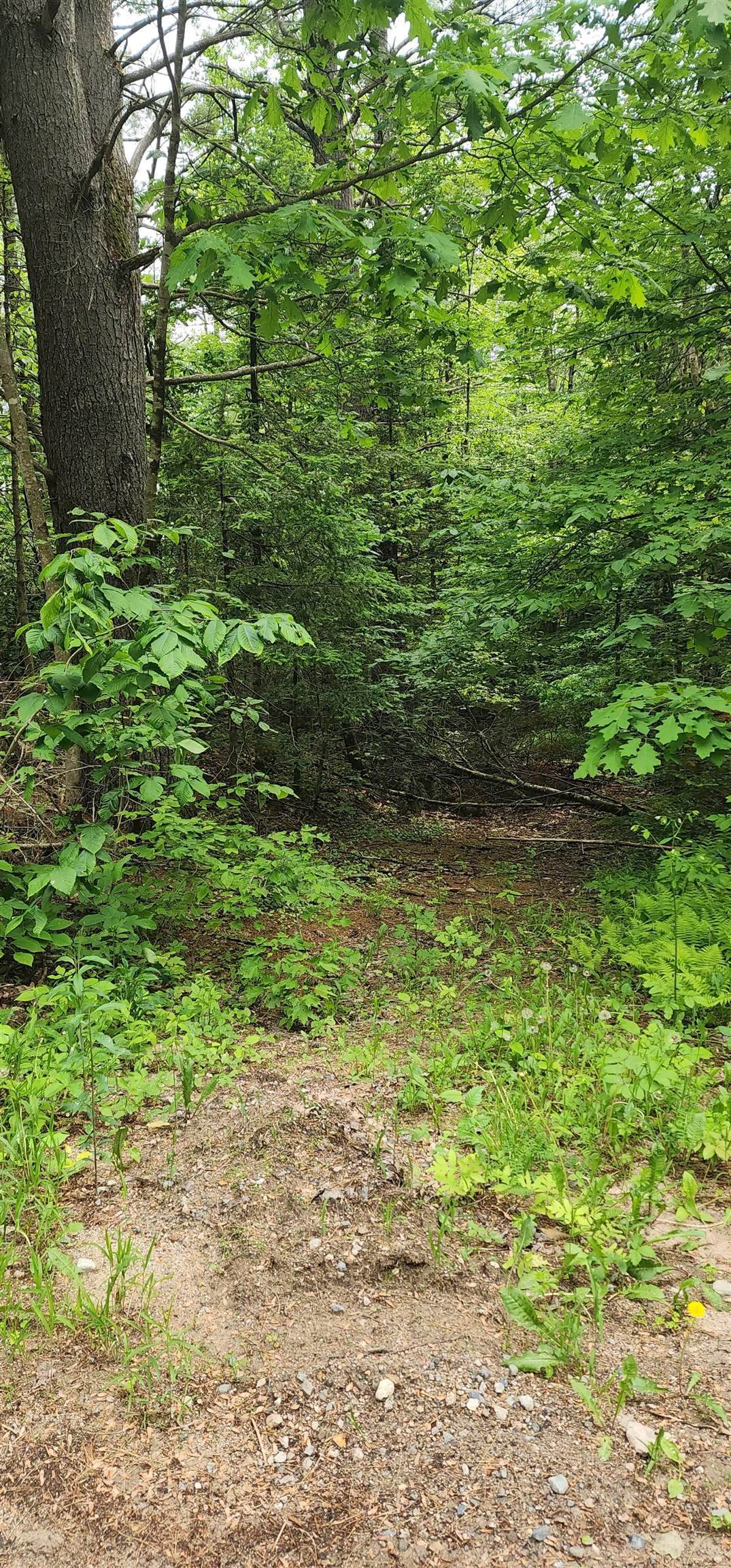 Pine Ridge Road - Photo 1