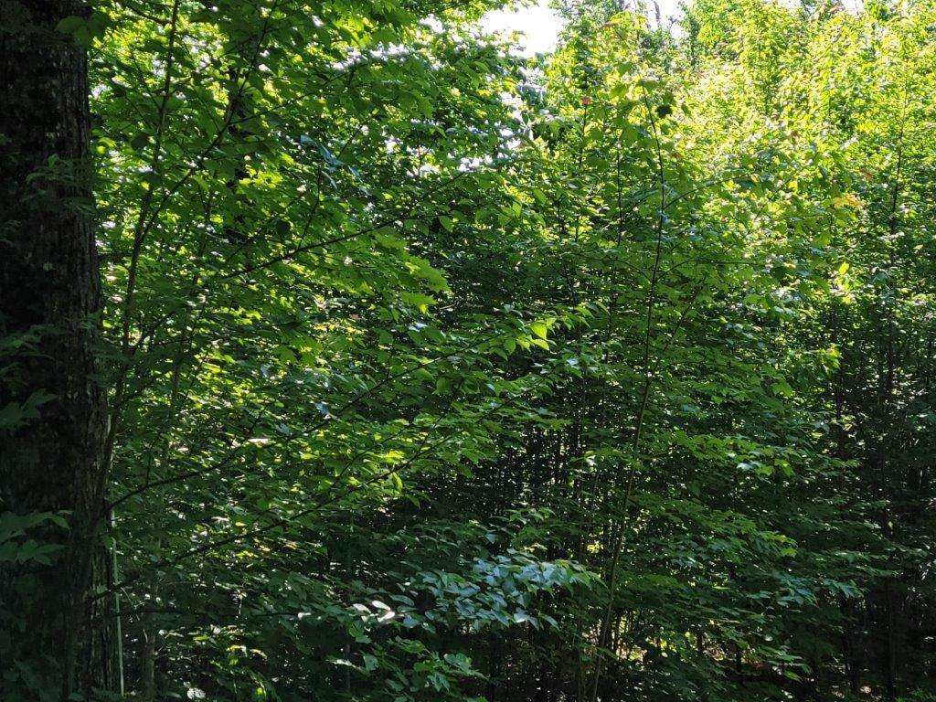 Lot 26 Presidential View Lane - Photo 1