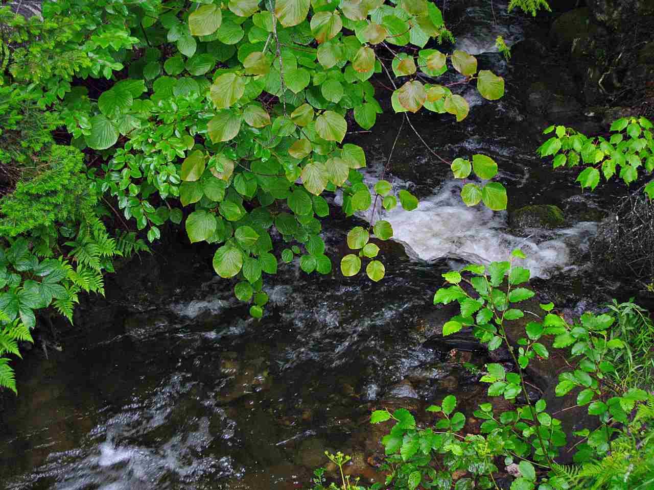 0 Center Pond Road - Photo 1