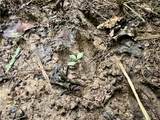 325 Fork Road - Photo 21